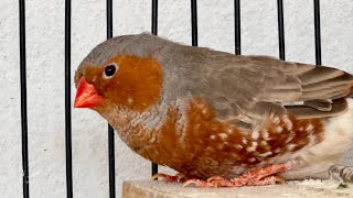 Zebra finch breeding setup pet birds mutation birds [upl. by Eidnarb]