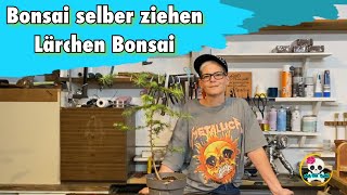 Bonsai selber ziehen  Lärchen Bonsai  Erstgestaltung meines zukünftigen Bonsai [upl. by Assecnirp]