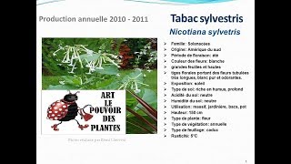 Tabac sylvestris nicotiana sylvestris plante annuelle [upl. by Senior947]