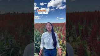 Minuto Sorgo  Teaser [upl. by Pliner850]