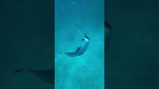 Dancing Manta  Dhigurah Maldives [upl. by Nels]