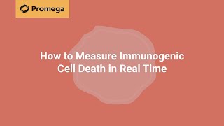 How to Measure Immunogenic Cell Death in Real Time [upl. by Inajar]