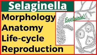 Selaginella Plant Pteridophyte Anatomy Morphology Reproduction Life Cycle with Diagram Plant Kingdom [upl. by Korb197]