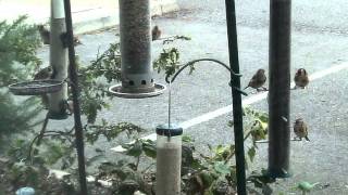 Birds flock to Bill Oddies bird food [upl. by Lundt]