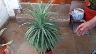 Yucca Plant Care  Fun Gardening  18 May 2017 [upl. by Yttiy]