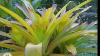 Bromeliad Aechmea Blanchetiana Rubra [upl. by Lekym]