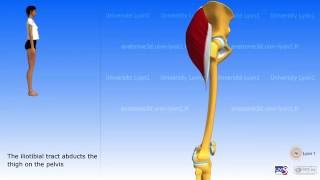 Gluteus maximus tensor fascia lata iliotibial tract [upl. by Rovaert]