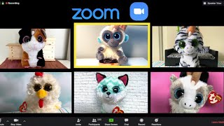 Beanie Boos The Zoom Call Skit [upl. by Urbannal]