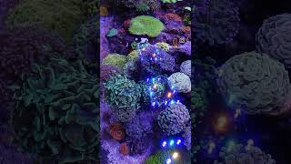 Beautiful Euphyllia garden lit up by our Meridian 😍 Thank you Northernreefs reeftank corals [upl. by Busby397]