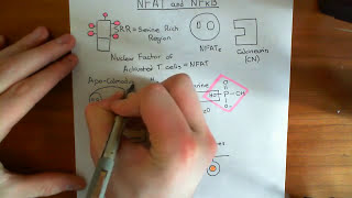 Nuclear Factor of Activated T Cells and Nuclear Factor Kappa B Part 1 [upl. by Artekal834]