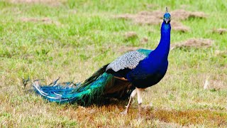 Majestic Splendor The Enchanting Peafowl [upl. by Dwan646]