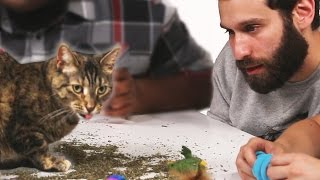 Stoned People Play With Cats On Catnip [upl. by Madeleine644]