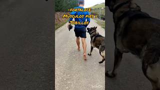 Beneficios de correr descalzo ⚠️🥾barefoot dog [upl. by Anyad]