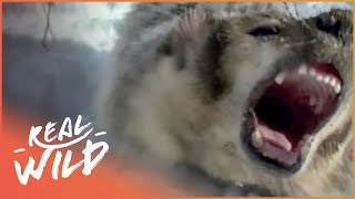 Why You Should Never Mess With A Badger Wildlife Documentary  Wild America  Real Wild [upl. by Zechariah]