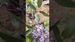 കരിനൊച്ചി Chinese chaste tree Vitex negundo Lamiaceae [upl. by Powe]