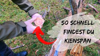 So schnell findest du Kienspan   Kienholz  Firesticks  Bushcraft  Survival  bushcraftbayern [upl. by Ynohtnaeoj725]