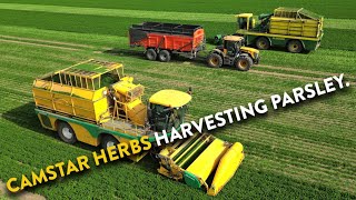 4Kᵁᴴᴰ Harvest 2024 Camstar Herbs cutting parsley in Suffolk  Ploeger MK2100L amp MK2140L harvesters [upl. by Sivam175]