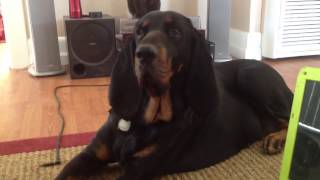 Maybellene the Black amp Tan Coonhound Baroos [upl. by Mayman]