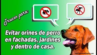 EVITAR QUE LOS PERROS ORINEN EN TU PUERTA [upl. by Ahcropal789]