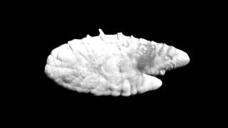 MicroCT scan of a fish otolith [upl. by Ihsorih]