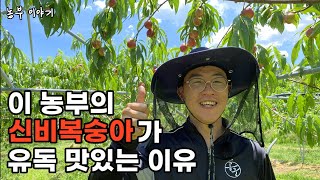 농산물 양 vs 질 농부님들의 선택은신비복숭아Crop production vs quality Whats your choice l Korea Agriculture [upl. by Ahsikam166]