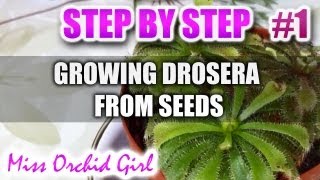 Growing Drosera carnivorous plants from seeds  Step by step  Part 1 [upl. by Oir]