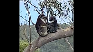 Mum amp Baby Koala Play Hide And Seek [upl. by Albertine]