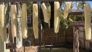 Drying My First Loofah Sponges harvesting loofah gardening growyourownfood harvesttime luffa [upl. by Dorrej]