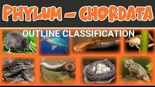 Outline classification of Phylum Chordata [upl. by Yllime]