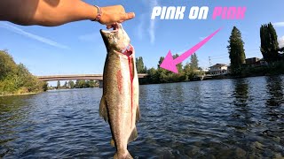 Campbell River PINK SALMON Fishing  Twitching Fly Fishing Bobber Downs Underwater Strikes [upl. by Nowahs]