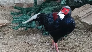 nowy bażant karmienie bażantów gołębie kur i żeberka🐦🦜🕊️🐓🦃 [upl. by Tak]