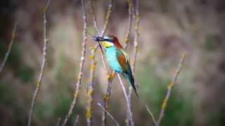 Bee eater and a dragonfly prey [upl. by Anerec]