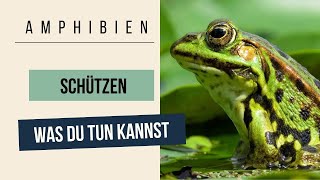 Amphibien schützen by RootsampShoots [upl. by Tihom]