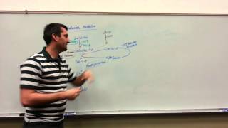 Galactose Metabolism Biochemistry The basics [upl. by Atiuqal]