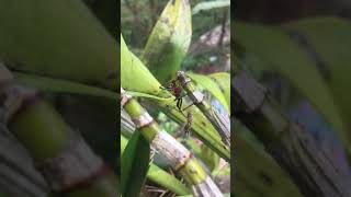 Zelus longipes The milkweed Assassin bug Predator And Prey [upl. by Rabush550]