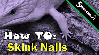 How To 9  Clipping Blue Tongue Skinks Nails [upl. by Suoicerpal298]