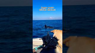 DolphinDroneDom fishing whalefish ocean shark orca fishing wildlife humpbackwhale [upl. by Tresa]