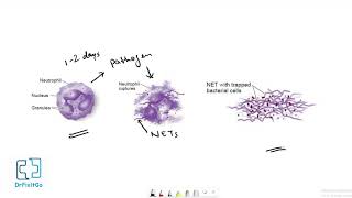 Neutrophil Extracellular Traps  NET [upl. by Bohi]