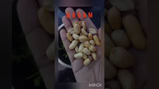 badam chatni banane ka tarika chatni badam shortfeeds food recipe greenchatni [upl. by Notffilc]