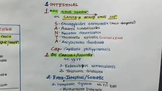 INTESTINAL NEMATODES VERY EASY MNEMONICS [upl. by Thorlay501]