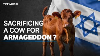 Sacrificing red cows The Jewish prophecy to replace Al Aqsa [upl. by Anirehs]