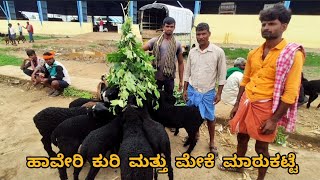 Haveri sheep and goats market update Every Thursday morning bazar Karnataka India [upl. by Amlez]