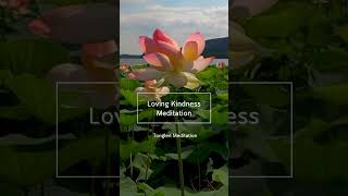 Loving Kindness Meditation lovingkindnessmeditation lovingkindness [upl. by Acinod]