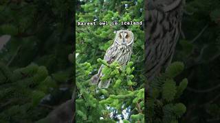 Rarest Owl in Iceland est only 20 nesting pairs in all the country [upl. by Prissie]