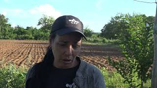 La producción de alimentos objetivo fundamental de las fincas agroforestales en Sandino [upl. by Esidnak354]