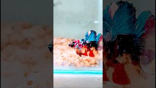 Need to Care for Betta Fish in a Tank betta [upl. by Iliam4]