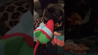 Gizmo the pug gets a new toy [upl. by Aida]