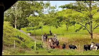 Ganadería en Nicaragua ahí quiero vivir [upl. by Junius]