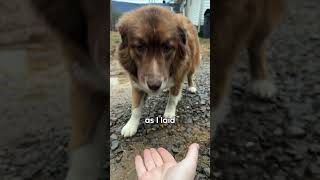 Beautiful Rescued Dog Found Forever Home thekoala doglover animals shorts doglover animallover [upl. by Tareyn]