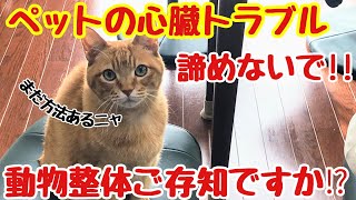 【動物整体】ペットの心臓病、心臓疾患トラブルを動物整体で少しでも緩和させる施術のやり方。 [upl. by Kylila]